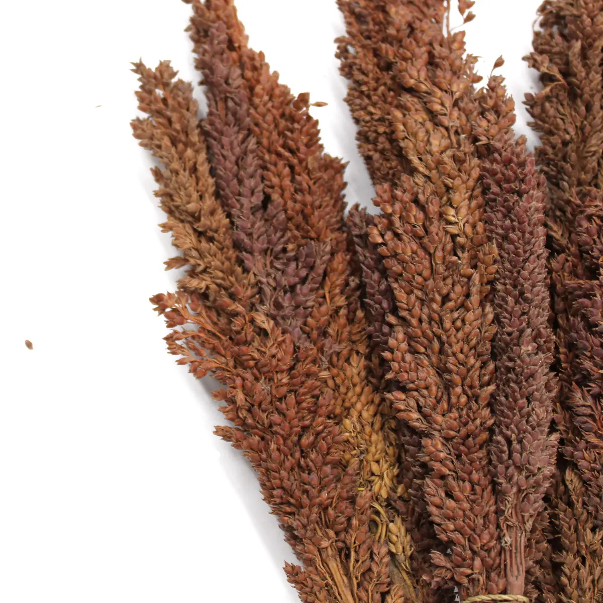 Bukett med kantgräs i chokladbrun färg - produktbild 2