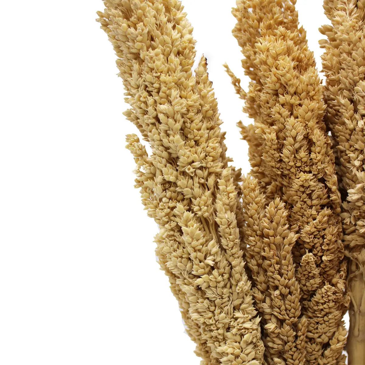Bukett med kantgräs i naturlig färg - produktbild 10