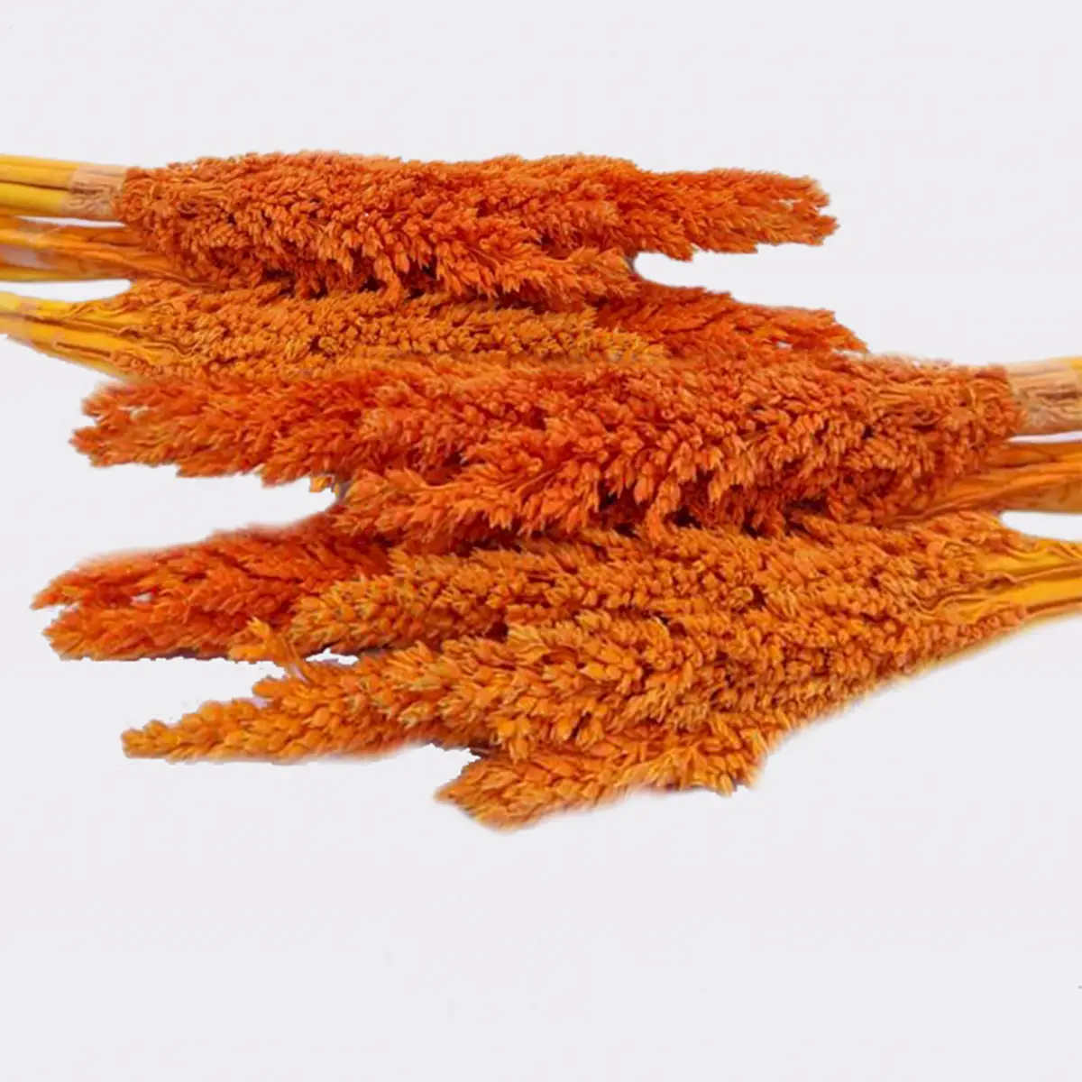 Bukett med kantgräs i orange - produktbild 5