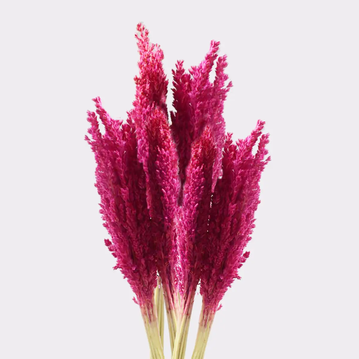 Bukett med kantgräs i rosa - produktbild 2