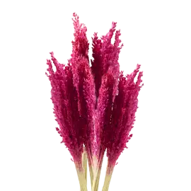 Bukett med rosa kantgräs på vit bakgrund