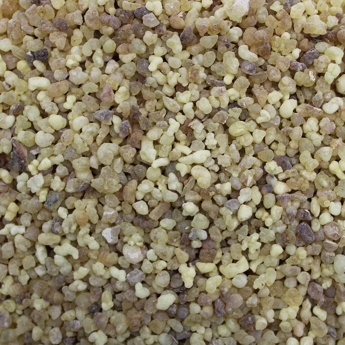 Närbild på små korn av frankincense-harts i olika beige och bruna nyanser