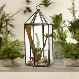 Glasterrarium i lykta form med järnram och växter inuti