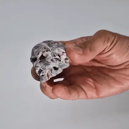 Skalle i kalciumkarbonatgeod med snidning, ca 4,5 cm - produktbild 3