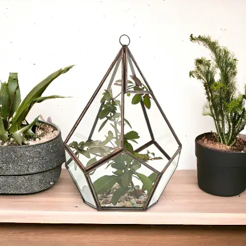 Stort pyramidformat glasterrarium med järnram placerat på ett bord mellan två krukväxter
