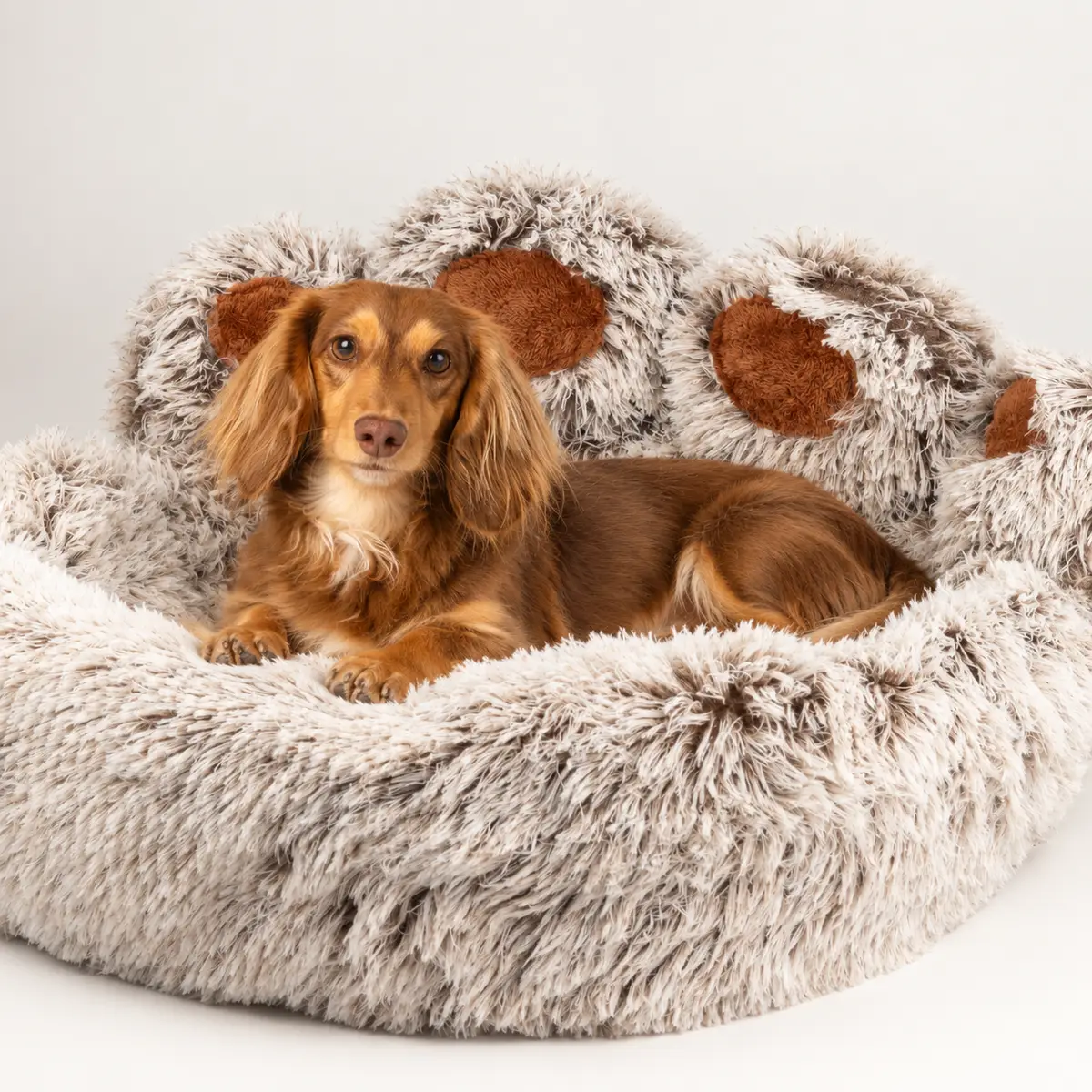 Liten brun hund som ligger i en stor mjuk djurbädd formad som en tass med lång plysch och bruna dynor